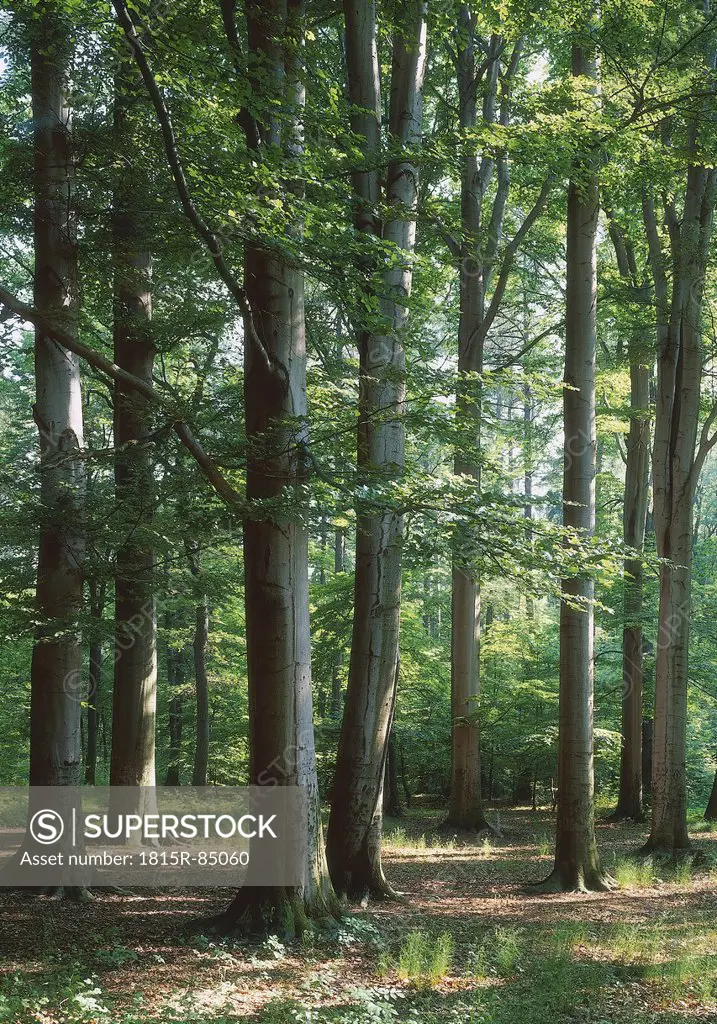 Germany, Deciduous forest in summer