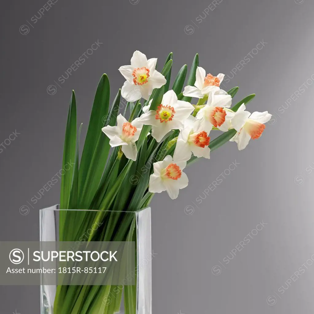 White daffodils in glass vase, close up