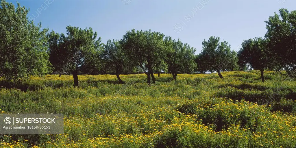 Spain, Mallorca, View of almond Trees in a Flower Meadow
