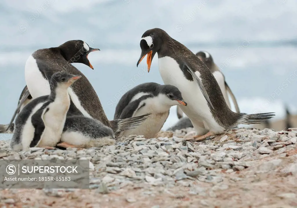 Antarctica, Gentoo penguins