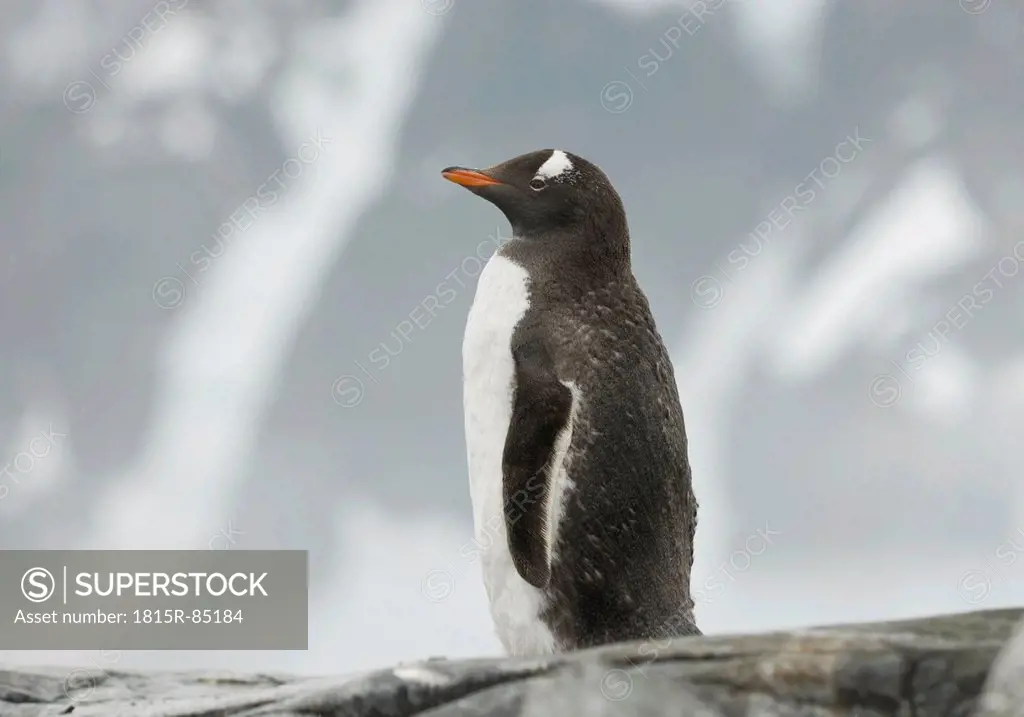 Antarctica, Gentoo penguin