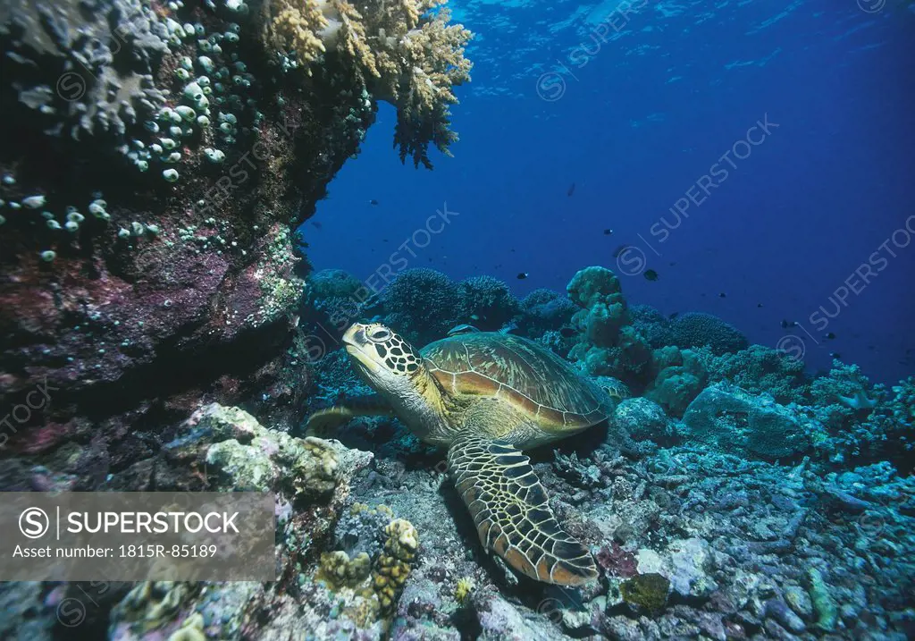 Marine turtle on coral reef