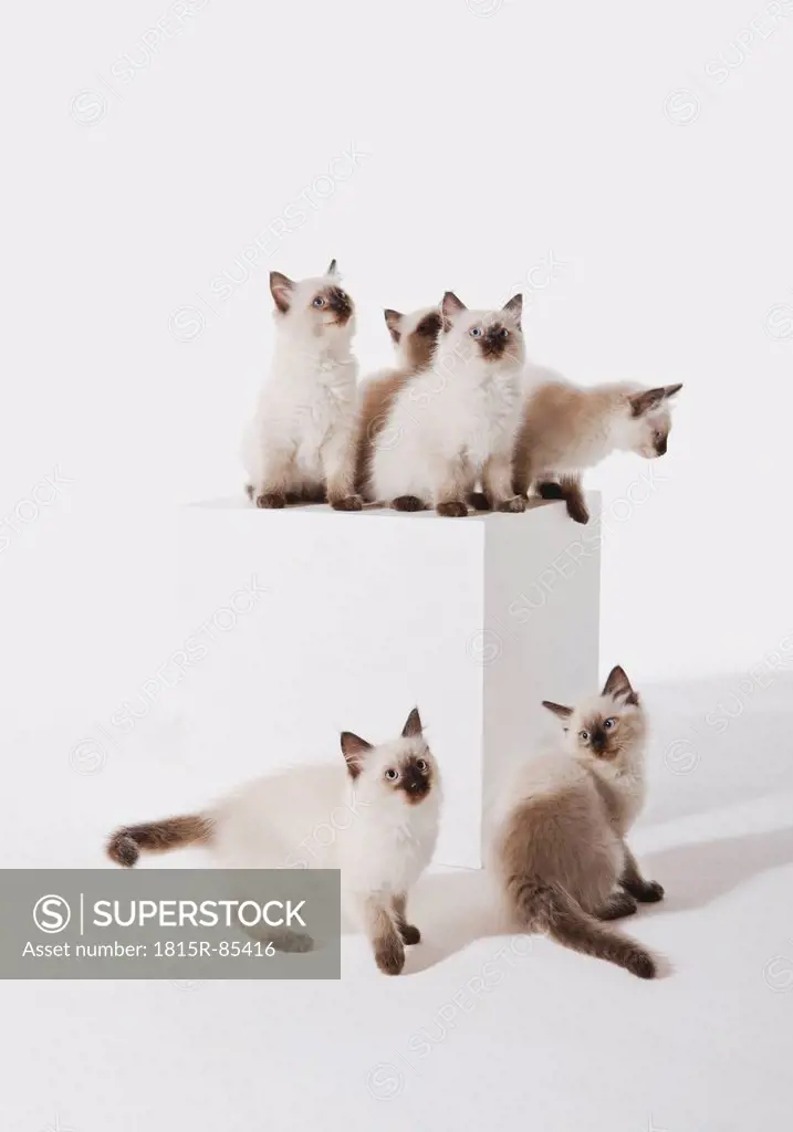 Ragdoll kittens sitting on block against white background