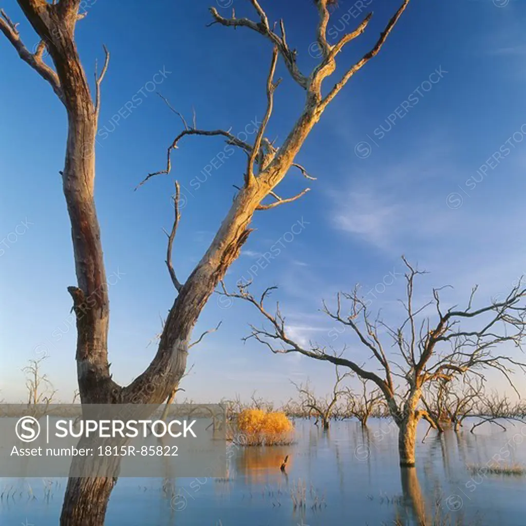 Australia, Victoria, View of dead trees in flooded region