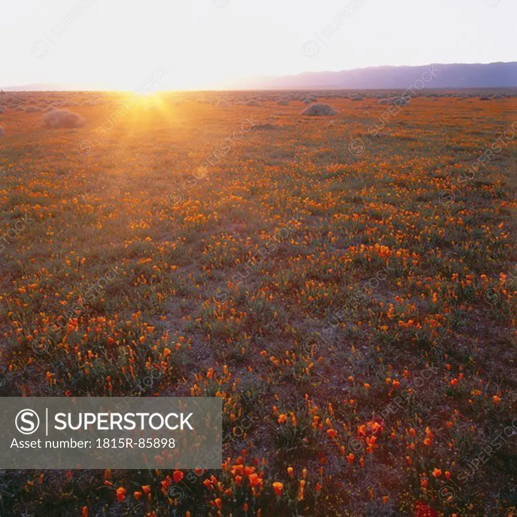 USA, California, View of yellow poppy field at sunset