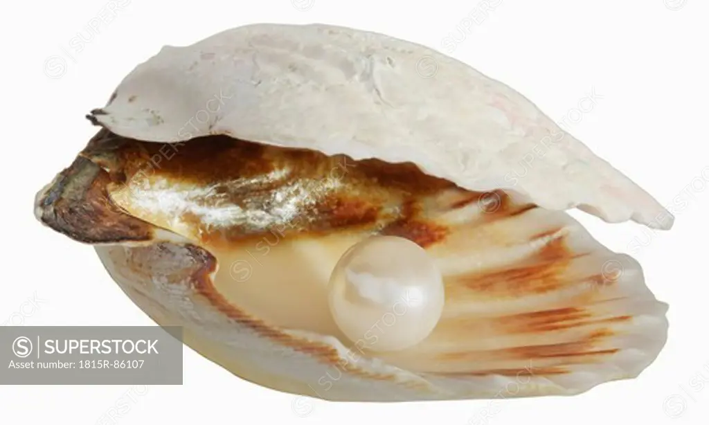 Pearl in empty shell against white background, close up