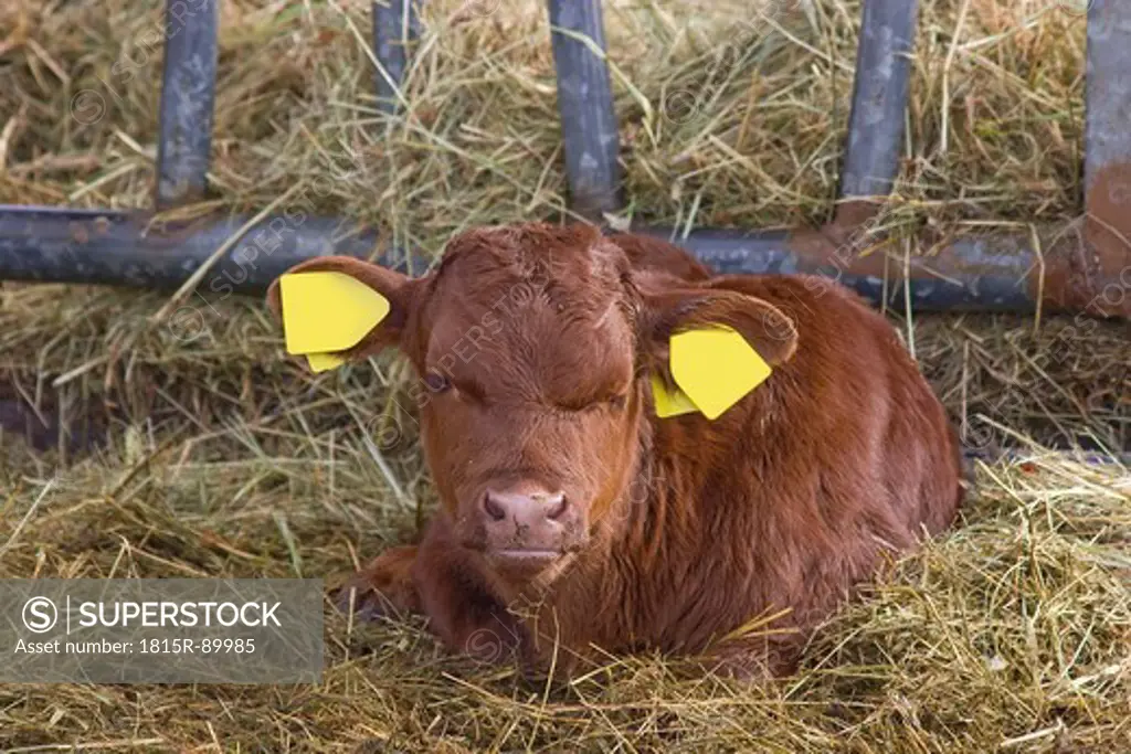 Germany, Cattle calf with labelled ears sitting on hay