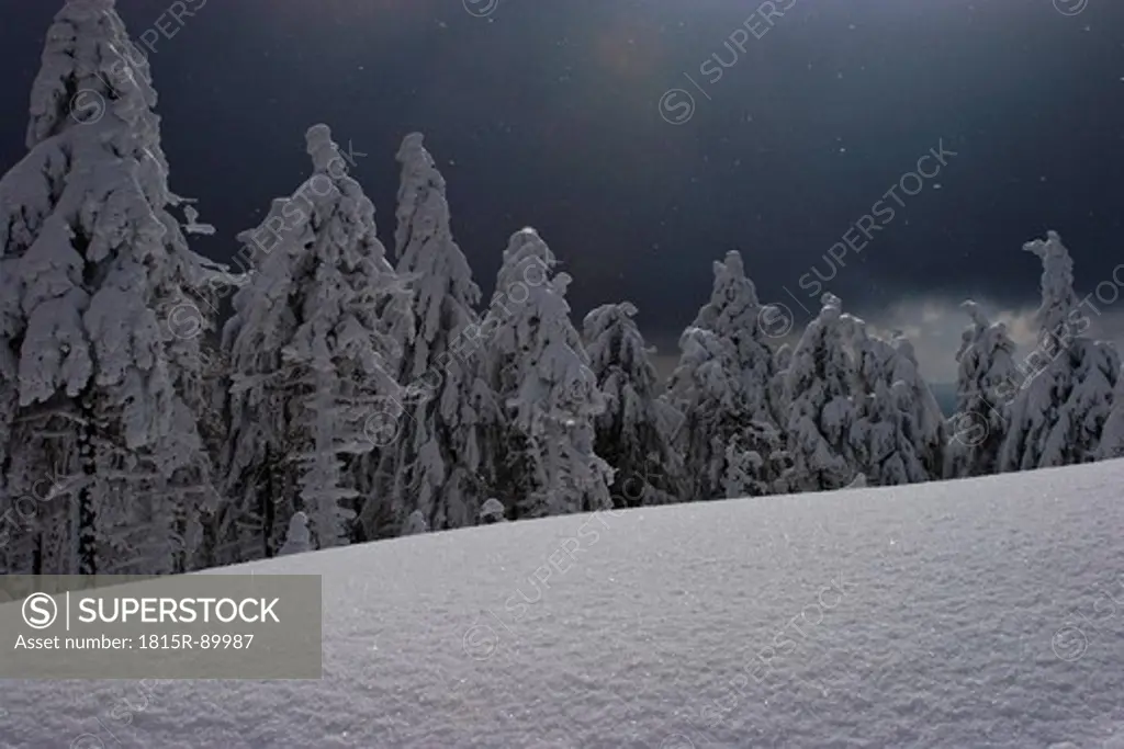 Germany, Harz, Fir forest in winter at night