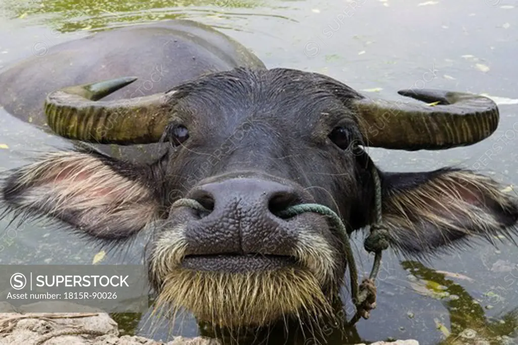 China, Xing Ping, View of water buffalo, close up