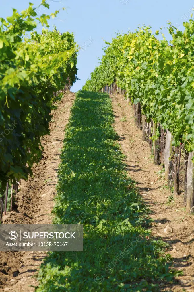 Austria, Lower Austria, Weinviertel, View of vineyard