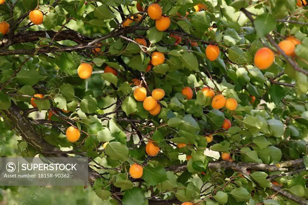 Austria, Wachau, Close up of apricot tree with apricots