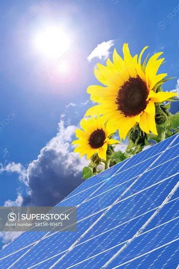 Germany, Cologne, Solar panels with sunflowers against blue sky and sun