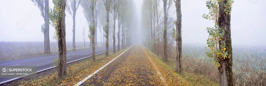 Germany, Bodensee, Reichenau, Dammstraße in autumn with fog