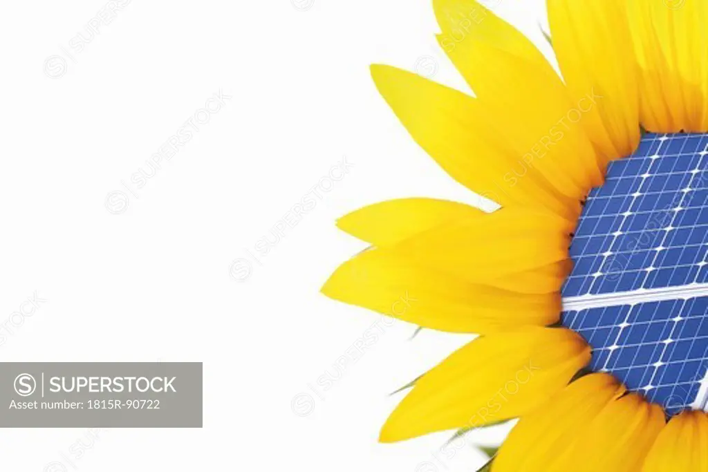 Close up of sunflower with solar panel on white background