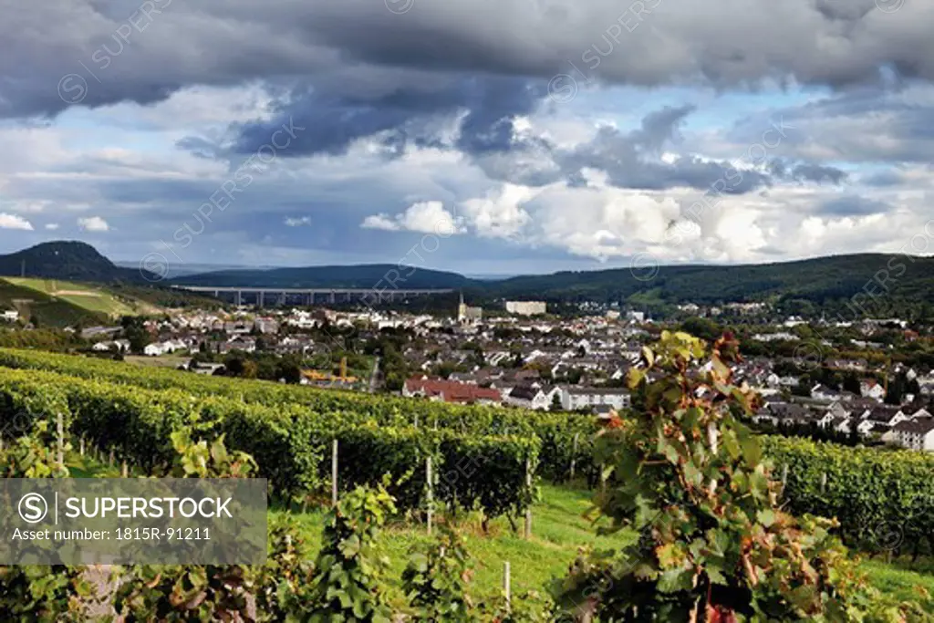 Europe, Germany, Rhineland_Palatinate, Bad Neuenahr_Ahrweiler, Red wine hiking trail with bunches of grapes in vineyard