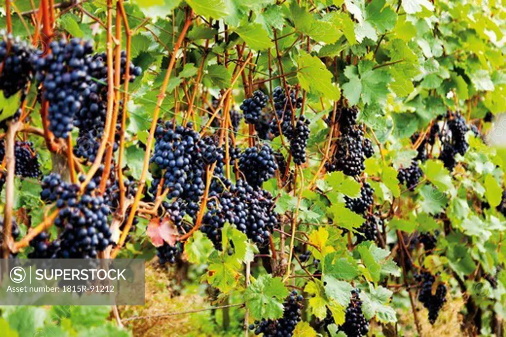Europe, Germany, Rhineland_Palatinate, Bad Neuenahr_Ahrweiler, Red wine hiking trail with bunches of grapes in vineyard
