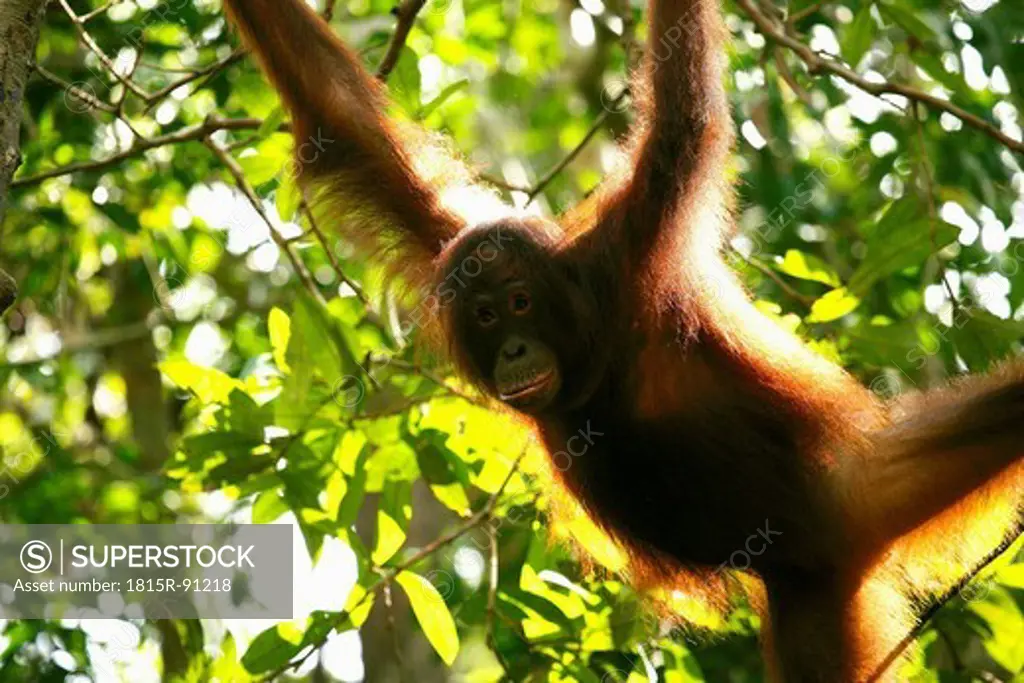 Indonesia, Borneo, Tanjunj Puting National Park, View of Bornean orangutan hanging in forest