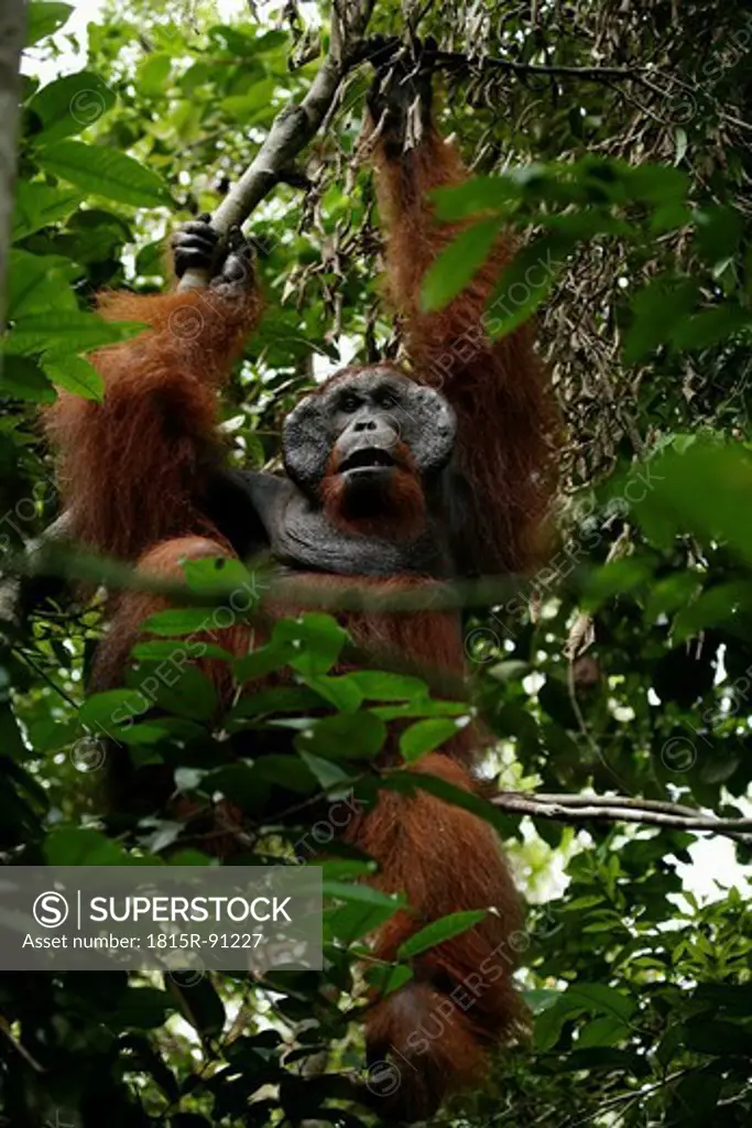 Indonesia, Borneo, Tanjunj Puting National Park, View of Bornean orangutan hanging in forest