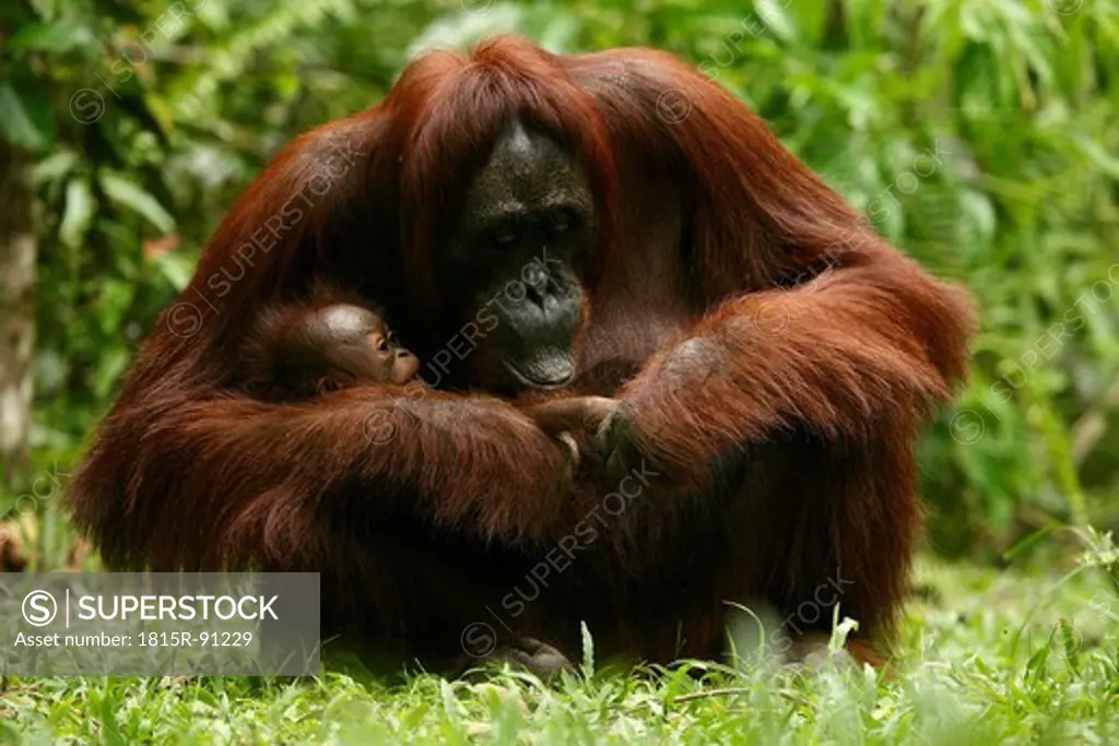 Indonesia, Borneo, Tanjunj Puting National Park, View of Bornean orangutan with young one in forest