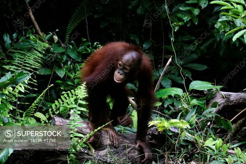 Indonesia, Borneo, Tanjunj Puting National Park, View of Bornean orangutan in forest