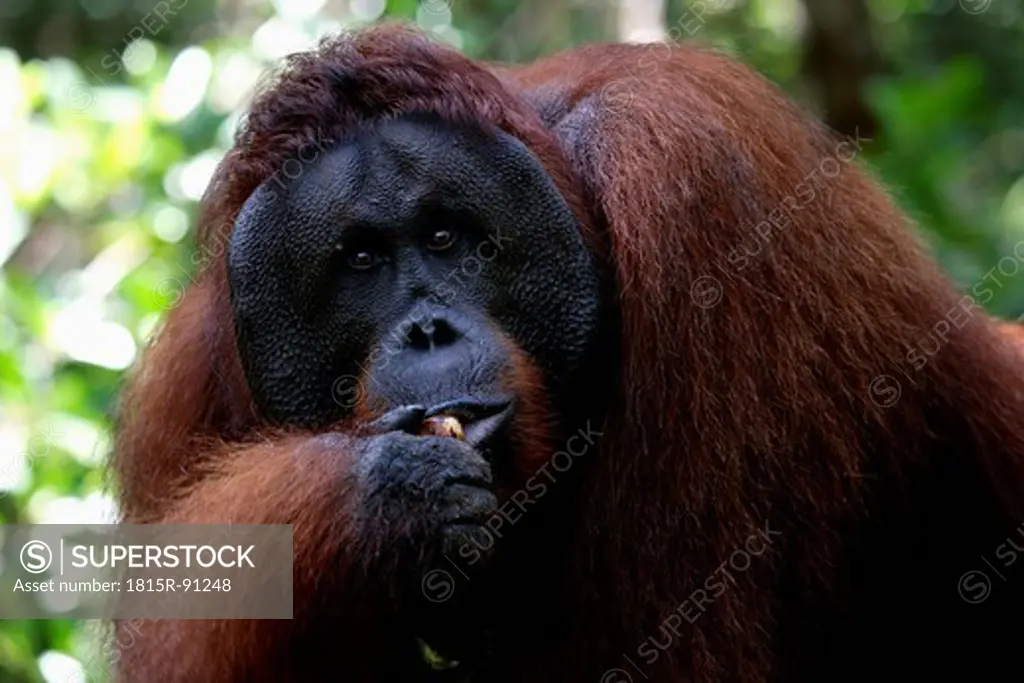 Indonesia, Borneo, Tanjunj Puting National Park, View of Bornean orangutan eating in forest, close up
