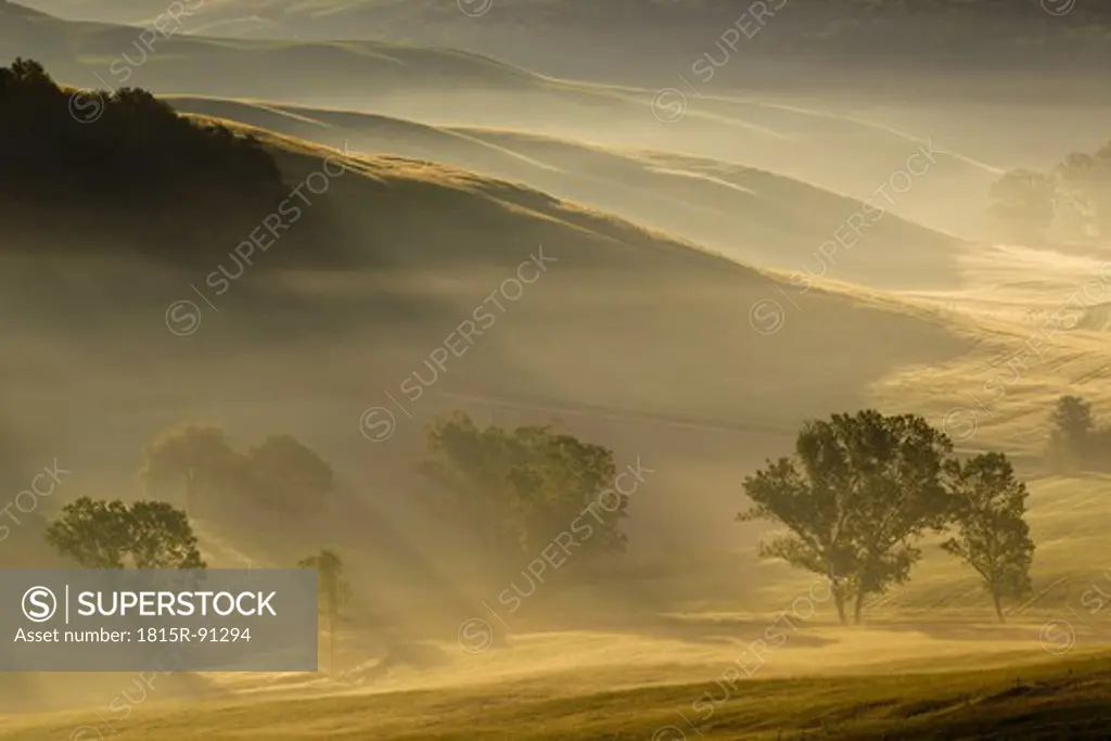 Italy, Tuscany, Crete, View of trees and fog in morning