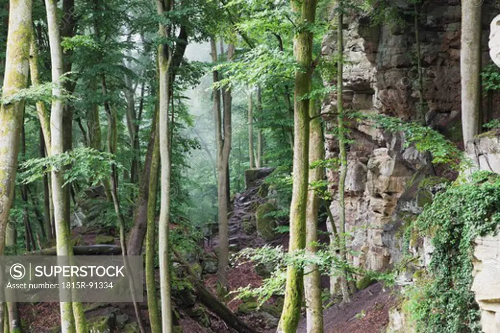 Germany, Rhineland_Palatinate, Eifel Region, South Eifel Nature Park, View of bunter rock formations at beech tree forest