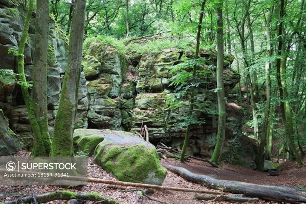 Germany, Rhineland_Palatinate, Eifel Region, South Eifel Nature Park, View of bunter rock formations at beech tree forest