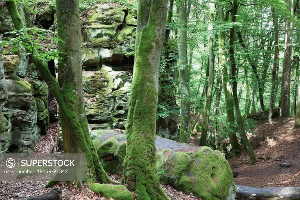 Germany, Rhineland_Palatinate, Eifel Region, South Eifel Nature Park, View of bunter rock formations and moss covered tree trunks at beech tree forest