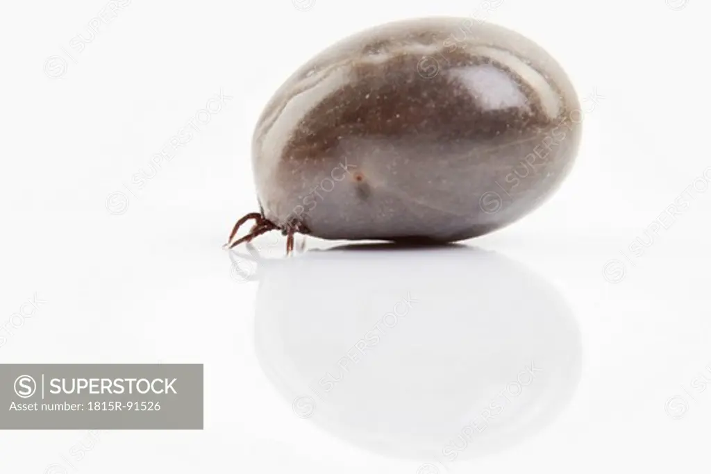 Tick full of blood on white background