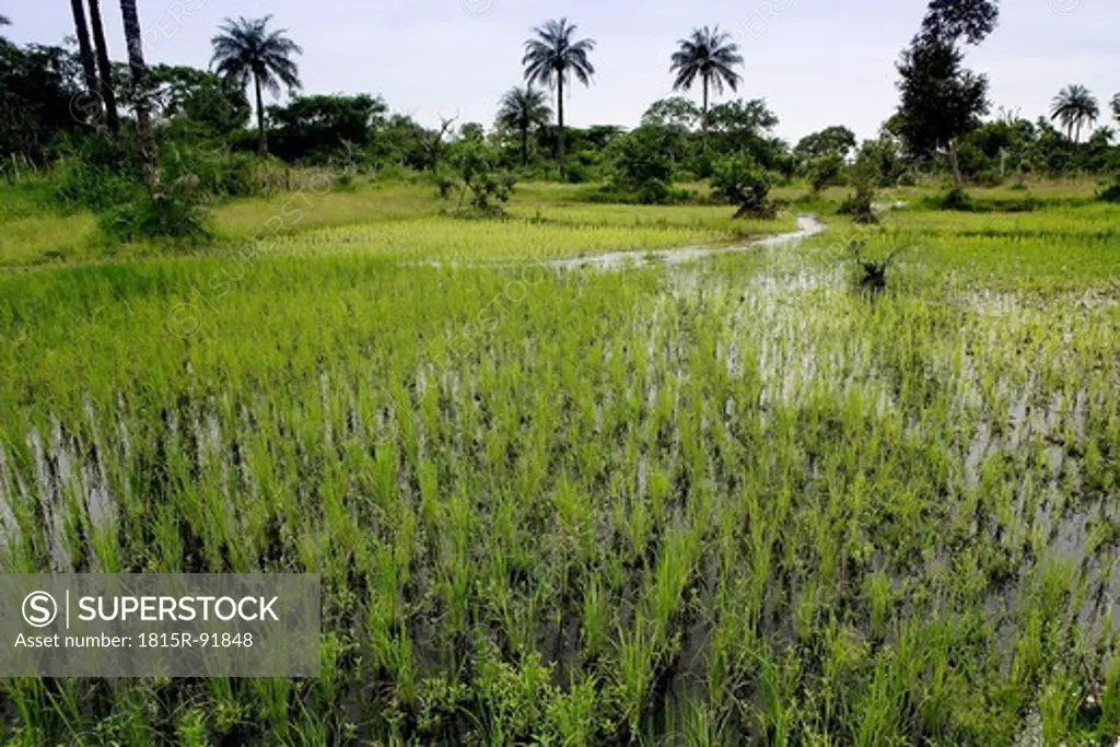 Africa, Guinea Bissau, View of rice field