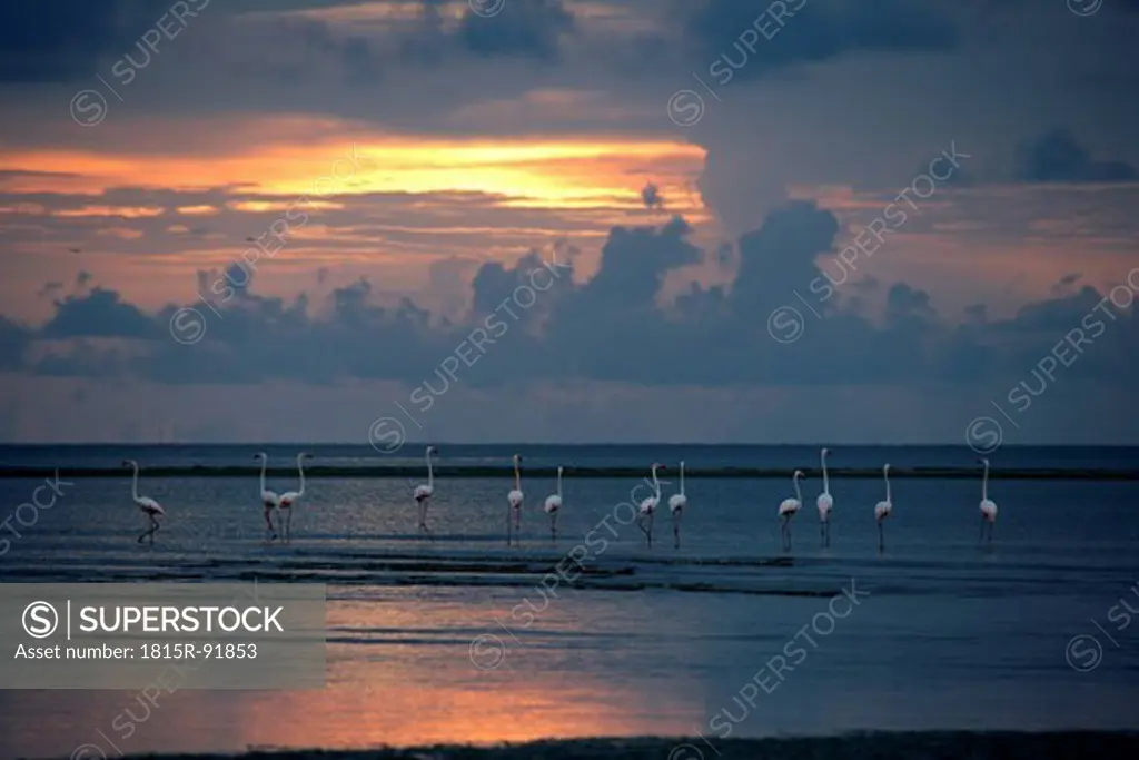 Africa, Guinea_Bissau, Flamingos in water at sunset