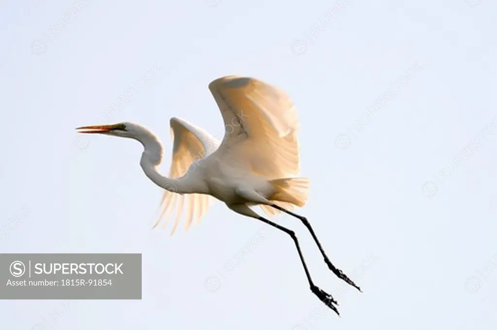 Africa, Guinea_Bissau, Great white egret flying in sky