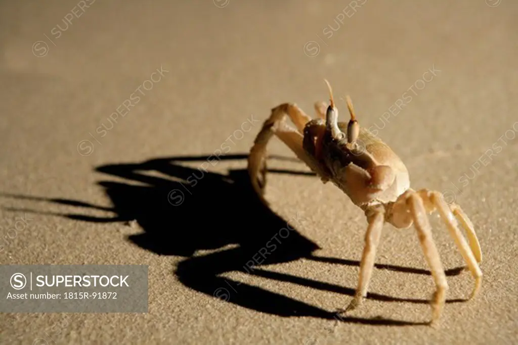 Africa, Guinea_Bissau, Close up of crab