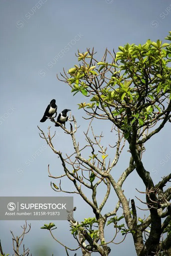 Africa, Guinea_Bissau, Two birds on tree