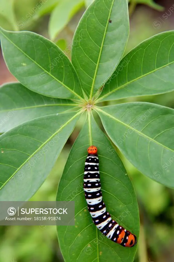 Africa, Guinea_Bissau, Caterpillar on leaf, close up