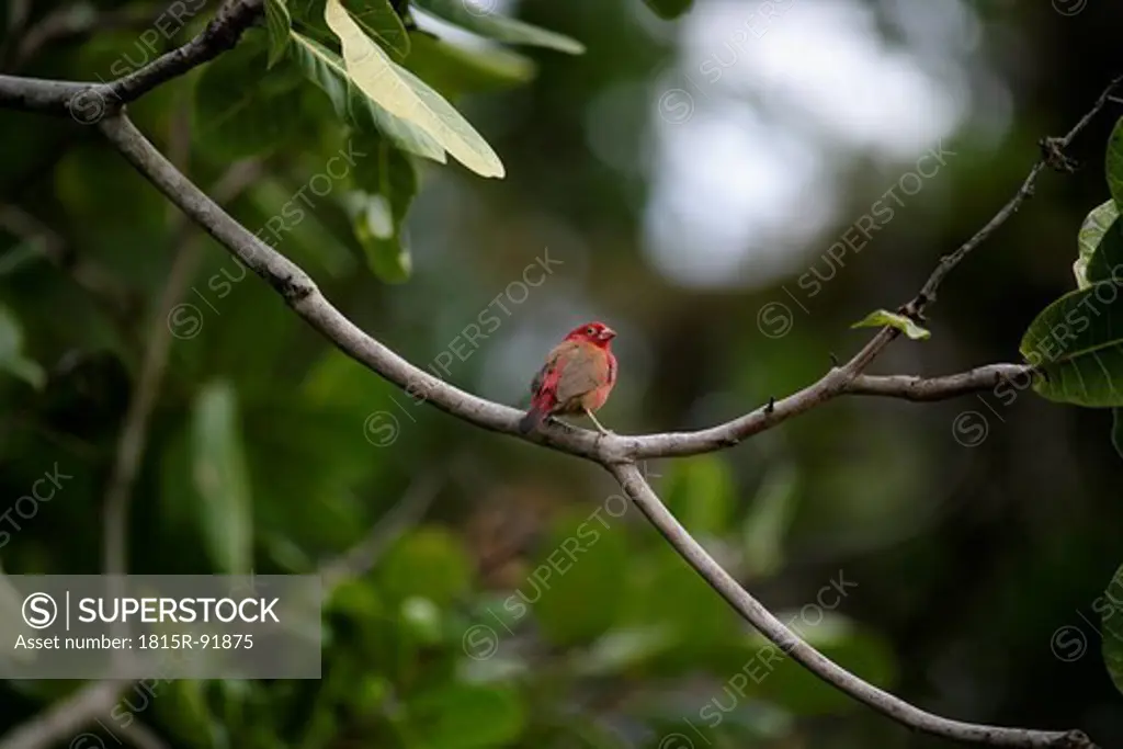 Africa, Guinea_Bissau, Bird sitting on branch of tree