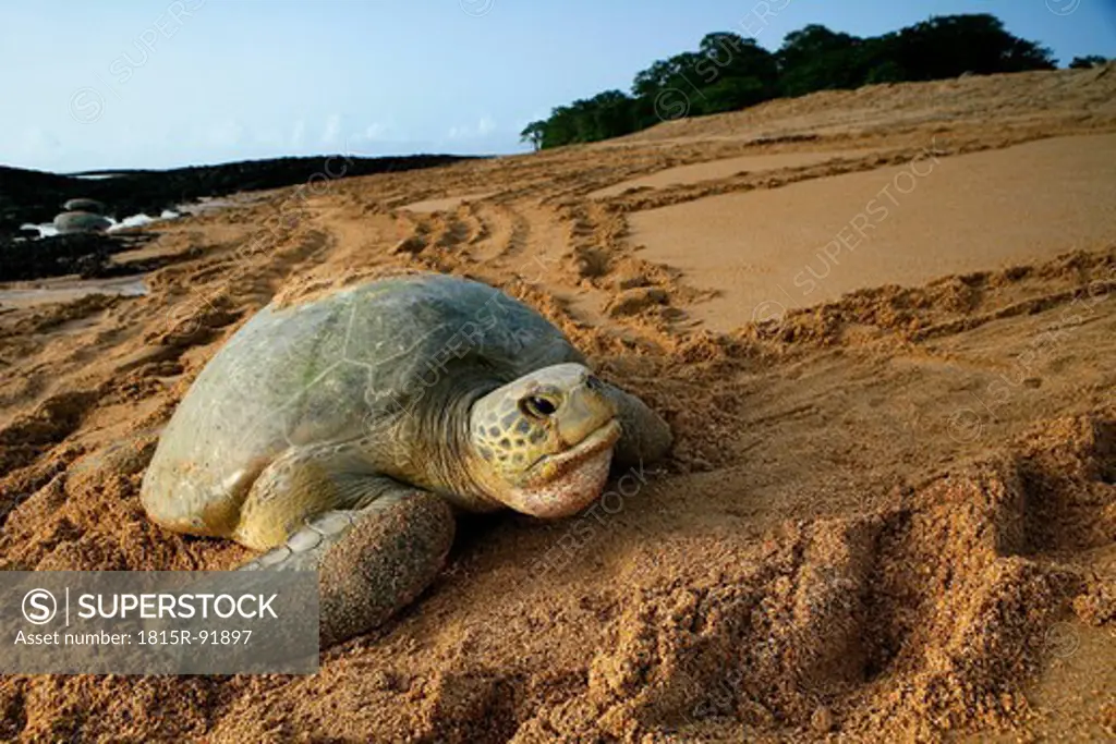 Africa, Guinea_Bissau, Green sea turtle in sand