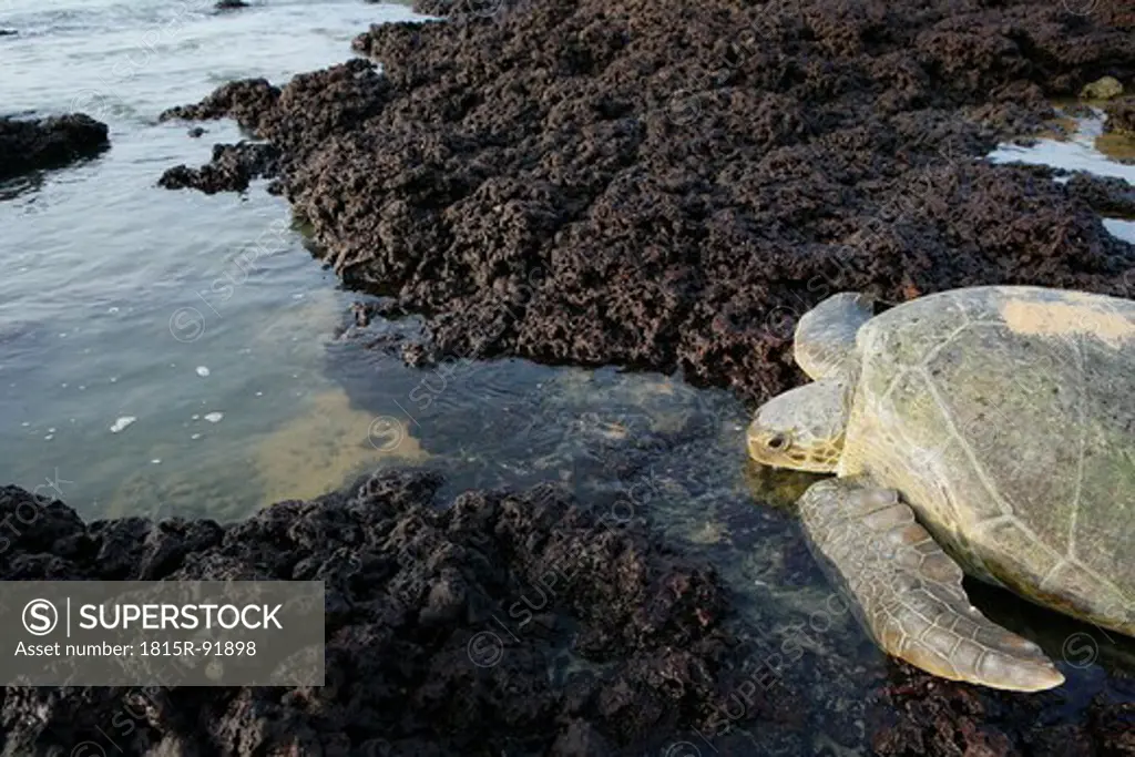 Africa, Guinea_Bissau, Green sea turtle on stone
