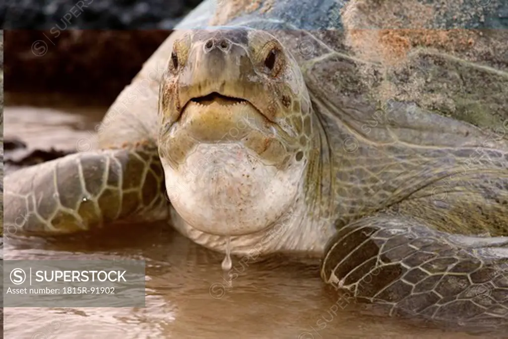 Africa, Guinea_Bissau, Green sea turtle, close up