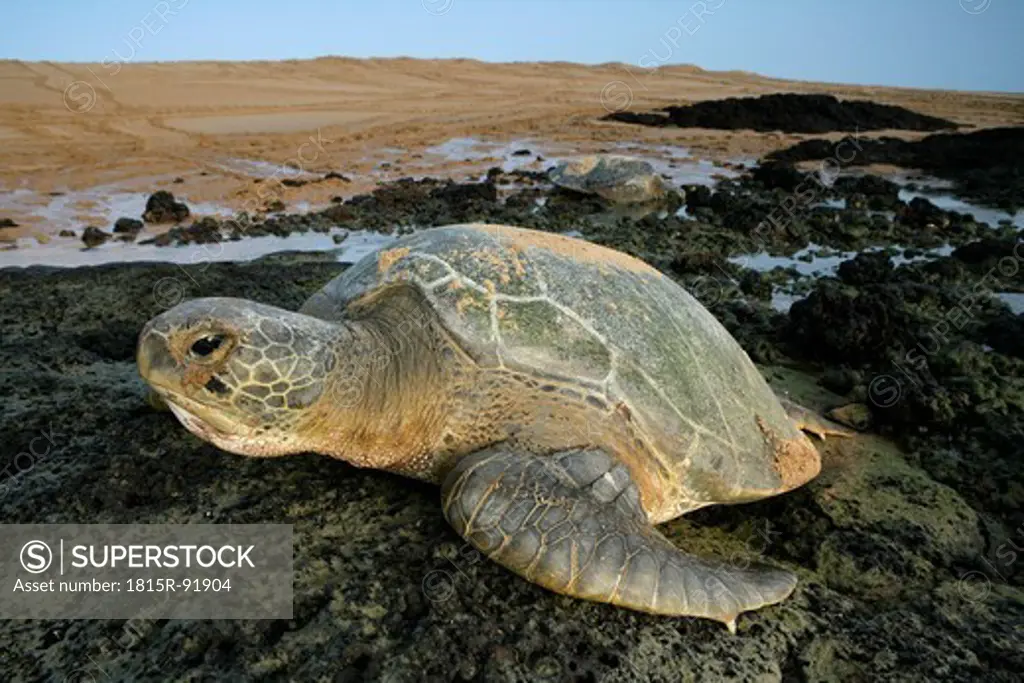 Africa, Guinea_Bissau, Green sea turtle on stone
