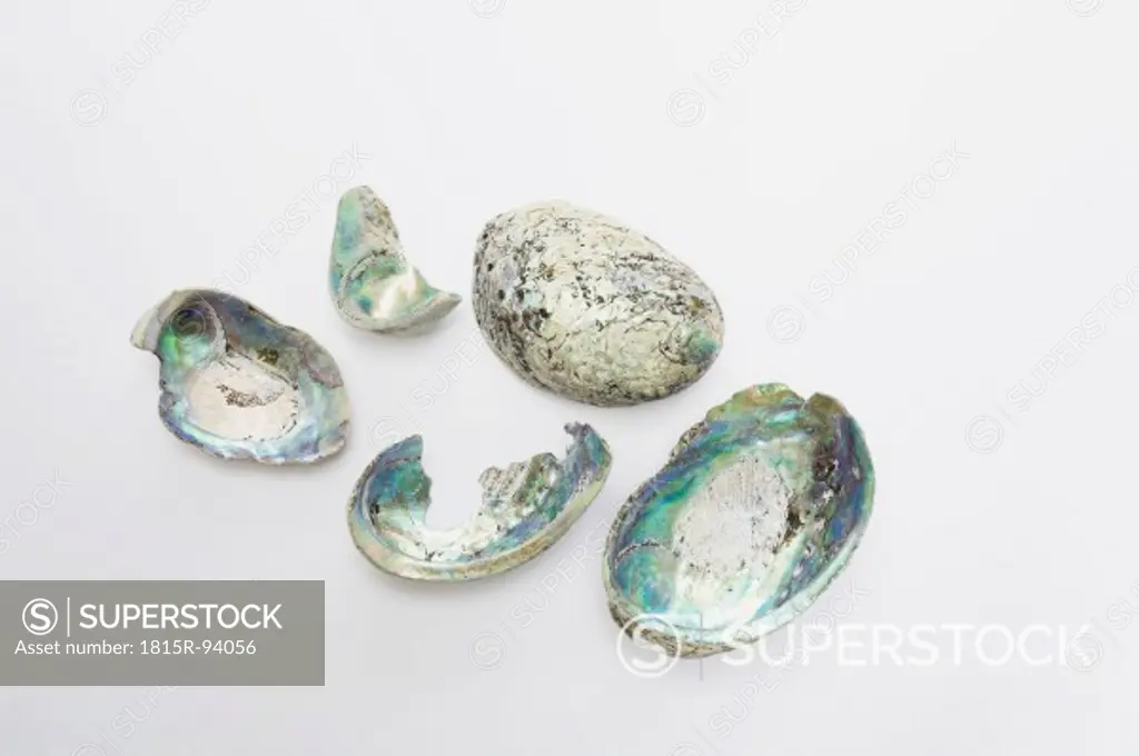 Sea snail shells on white background, close up
