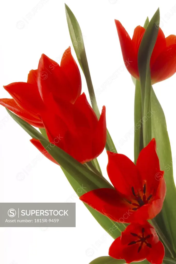 Red tulips (Tulipa gesneriana), close-up