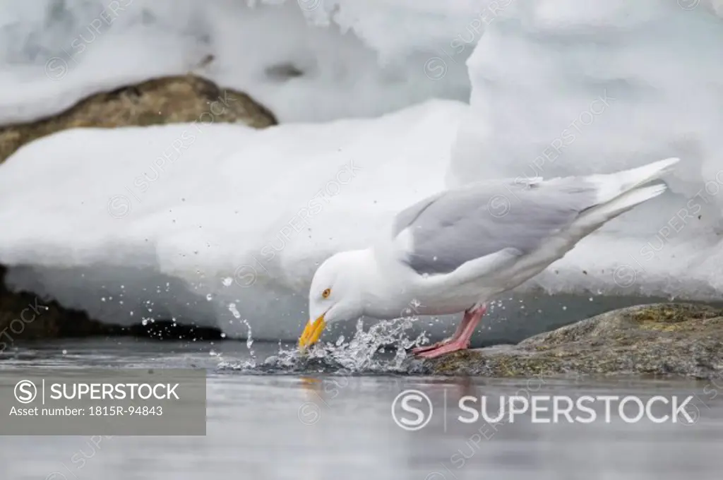 Europe, Norway, Spitsbergen, Svalbard, Glaucous gull drinking water