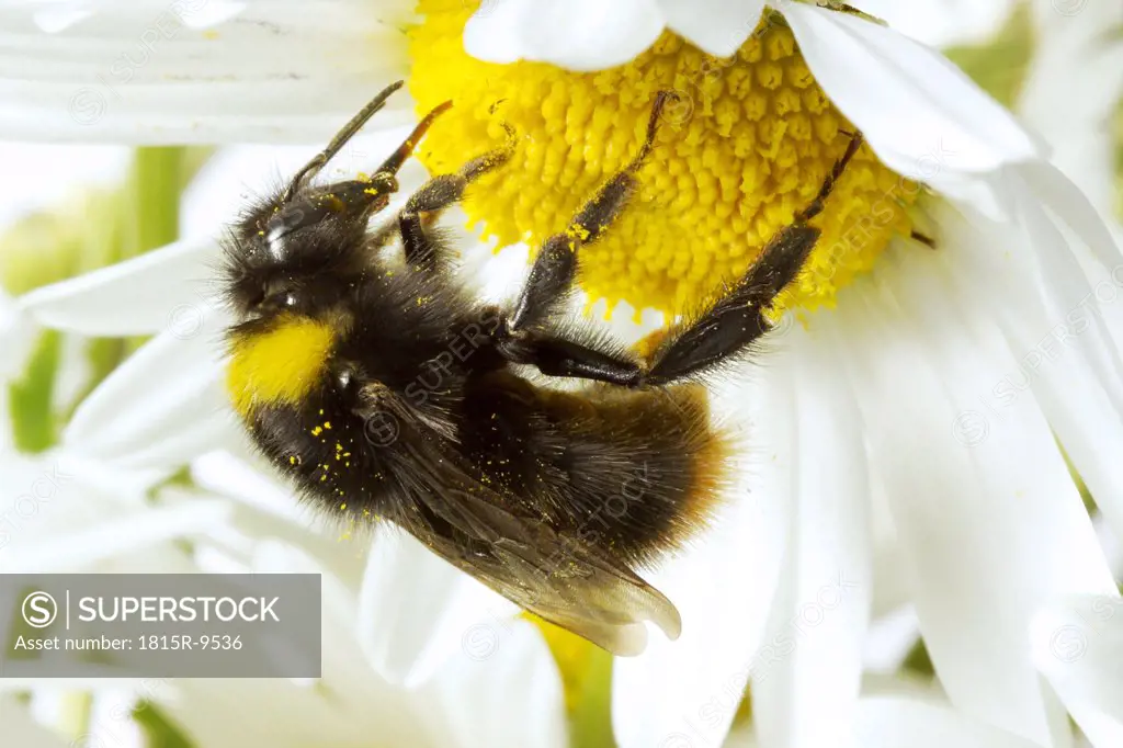 Bumble-bee (Bombus) on flower, close-up