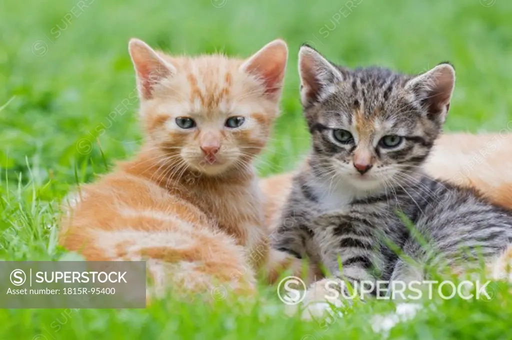 Germany, Kittens sitting in meadow, close up