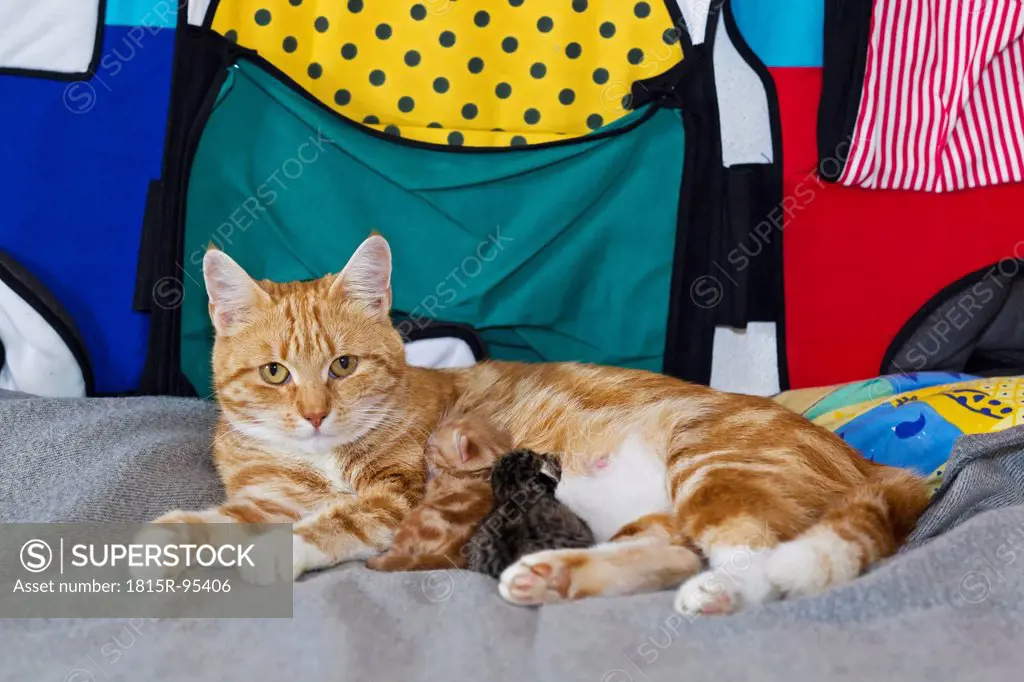Germany, Newborn kittens suckling domestic cat