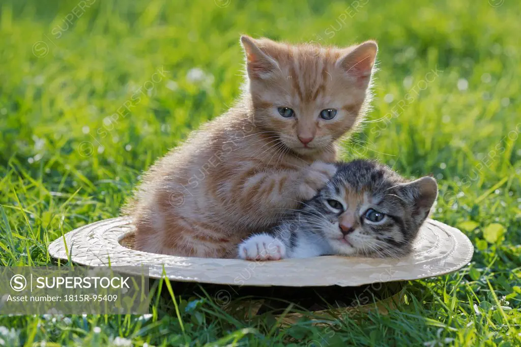 Germany, Kittens sitting in hat, close up