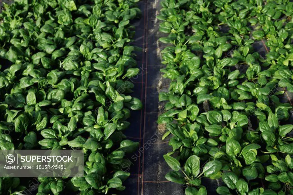 Germany, Upper Bavaria, Weidenkam, View of greenhouse with spinach