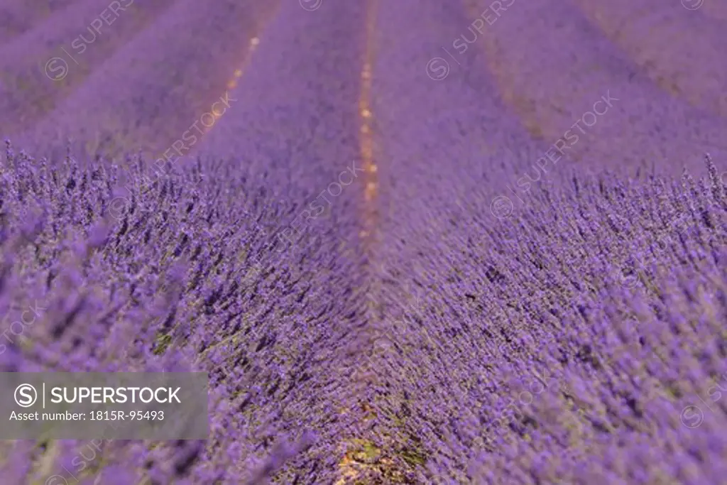 France, Mediterranean Area, Plateau De Valensole, Valensole, View of lavender field